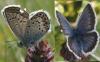 Plebejus argus
